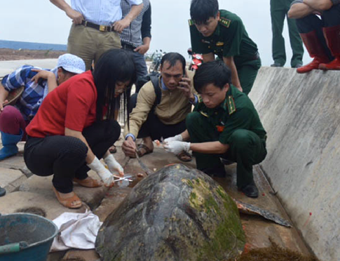 [-]Rùa[-]biển[-]dài[-]1,2m[-]bị[-]thương,[-]dạt[-]vào[-]bờ[-]biển[-]Nam[-]Định